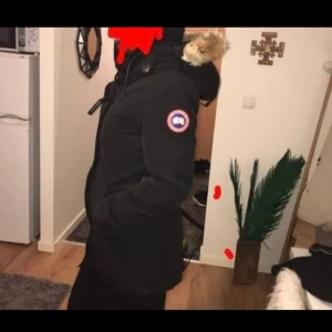 Canada goose  - S  Fin sick 