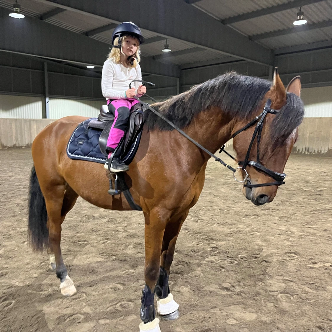 Equestrian stochkolm schabrak - 4