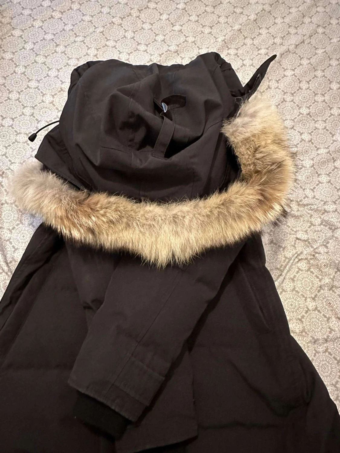 Canada goose  - 90