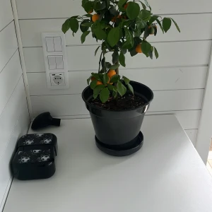 Bbb - Ingen bok syns på bilden, endast en krukväxt och några föremål på ett bord. Ingen information om titel, författare eller innehåll kan ges.