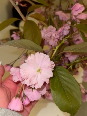 Japanska äkta blommor  - Säljer en bukett med vackra rosa körsbärsblommor på kvist. Blommorna har fluffiga, dubbla kronblad och gröna avlånga blad. Perfekt som dekoration i vas för att skapa vårkänsla hemma. Naturligt material och unik form på varje kvist.