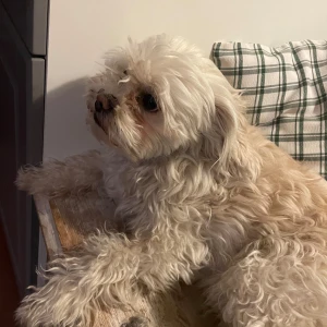 Vit fluffig hund av mindre ras - Söt liten hund med vit, lockig och fluffig päls. Hunden har mörka ögon och nos samt en kompakt kropp. Passar dig som söker en sällskaplig och charmig hund med mjuk päls och vänligt uttryck.
