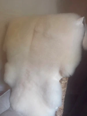 Ljuvligt lammskinn. - Ett mjukt och behagligt svenskt lammskinn som passar perfekt som inredningsdetalj, till barnvagnen eller husdjuret. Mått: ca 83 cm lång och 76 cm bred. Är mjölberett, ska ej maskintvättas.  Får du en fläck så använd galltvål på fläcken och skölj i duschen. Vädra, skaka bara annars då får är naturligt smutsavstötande. På vintern är det perfekt att dra över pudersnö för att fräscha upp.