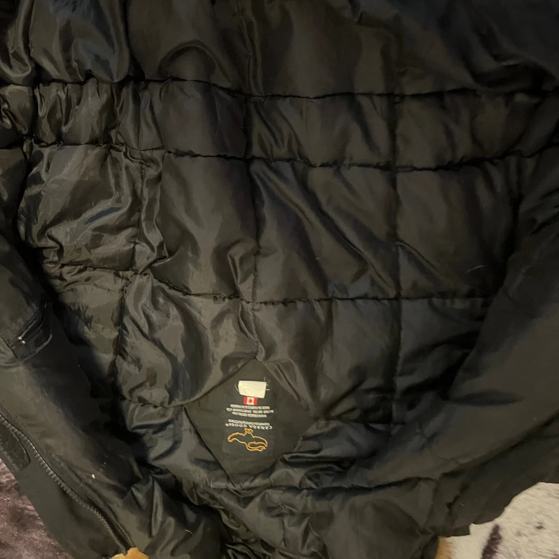  Canada goose  Jack  - 90