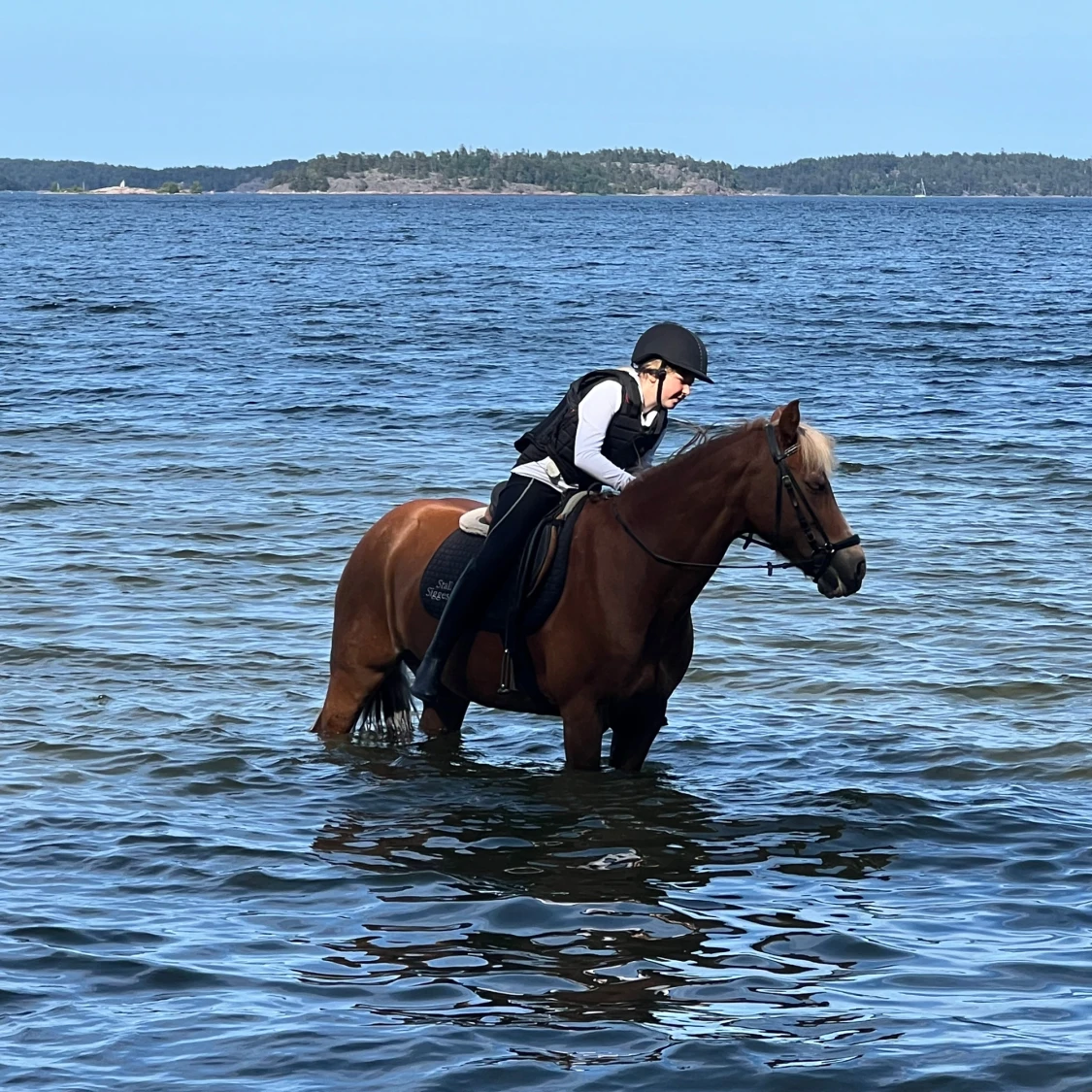  Söker Medryttarhäst - 93