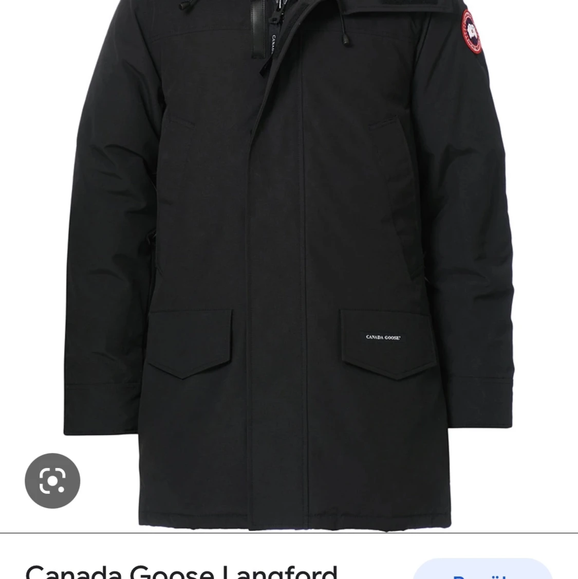 Canada goose