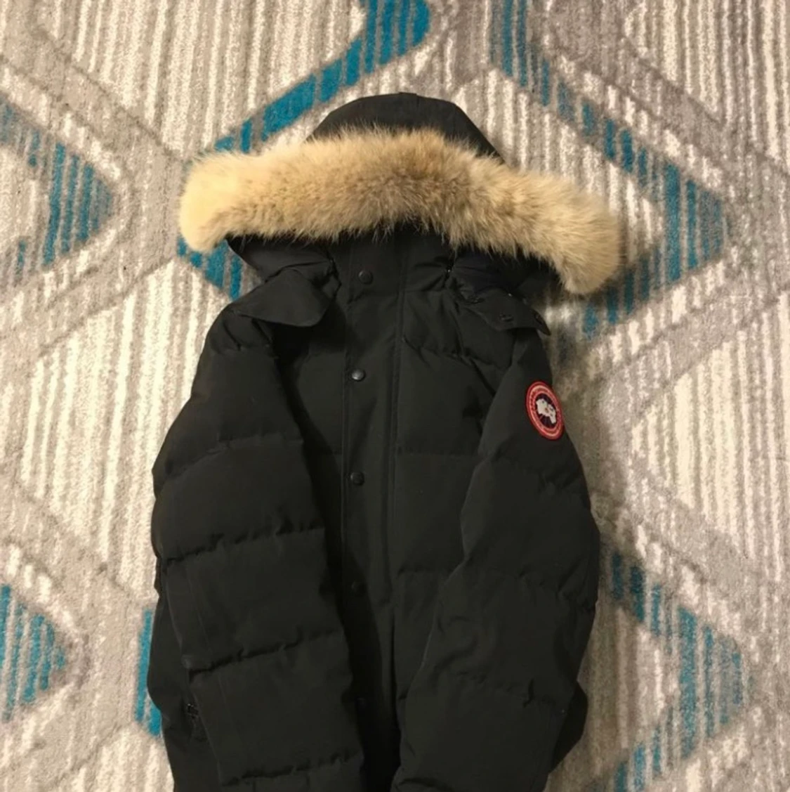 Canada goose wydman 