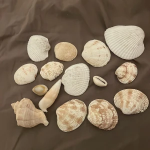 Plockad snäckskal - Säljer dessa plockad snäckskal som man kan använda för och pyssla väldigt bra. Mina vänner älskar dessa 