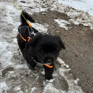 Regn jacka till hund  - Använd 1 gång, på bilden. 