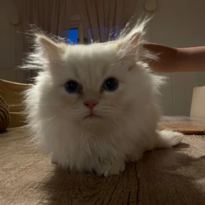 Ragdoll - Hon är ragdoll och är 4 månader hon har en syster och en bror