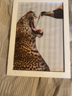 Tavla med leopard och champagne - Unik tavla med motiv av en leopard som får champagne hälld i munnen. Vit träram omger bilden som har en modern och lekfull känsla. Perfekt för att ge rummet en cool och kreativ touch.