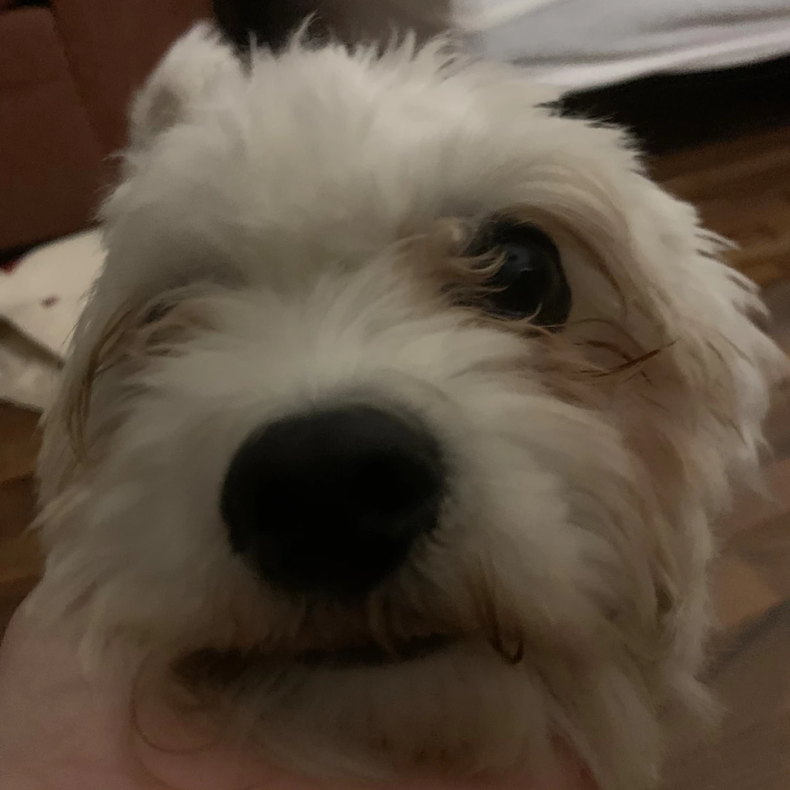 Hund väst/kofta nallebjörn - 4