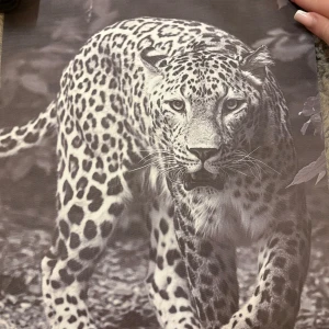 Leopard poster - Säljer denna affischen som man kan rama in och sätta som dekoration på väggen. Är inte i papper utan snarare gjort av tyg.