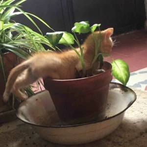  - Kom och köp snygga vintage plagg och plagg med bra kvalitet! Storlekar mellan xs-s för mesta dels! För varje plagg som köps kommer två nya plagg up så köp på🖖 Om några frågor är det bara att dm😊