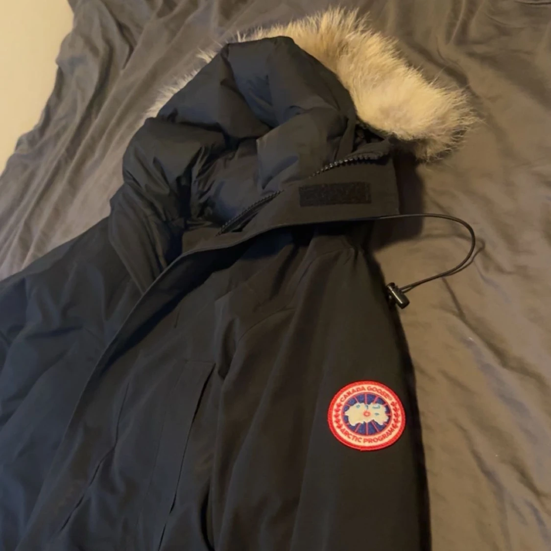 Canada goose  - 91