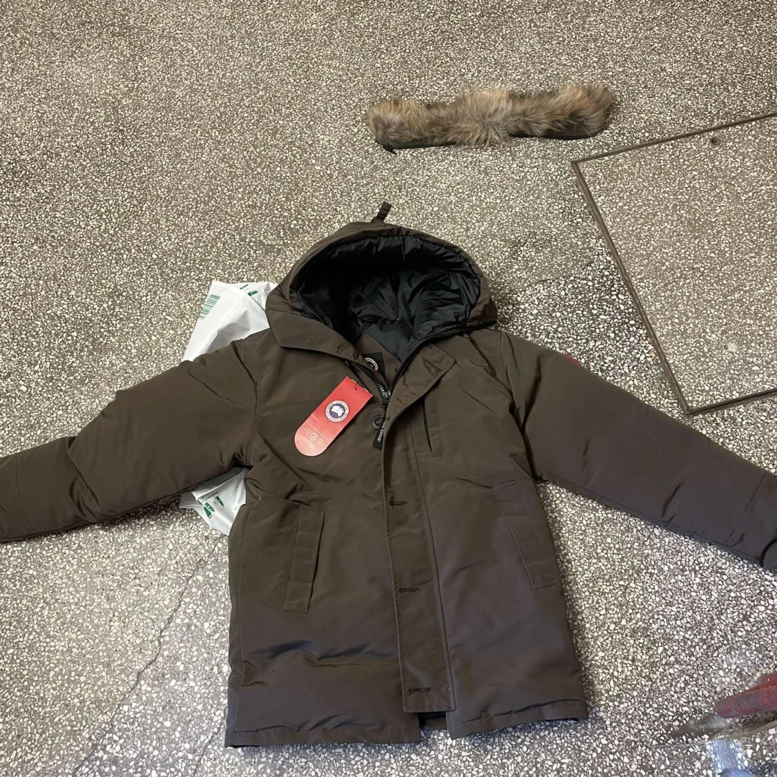 Canada goose