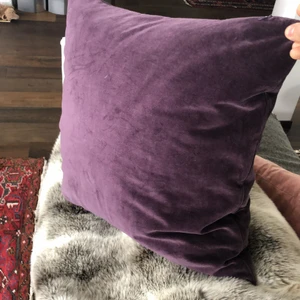 Snygg kidde - Söker nytt hem 