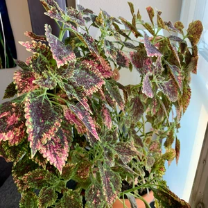 Blommor  - Säljer sticklingar från samtliga växter. Byter också mer än gärna mot sticklingar från andra växter 🌱 