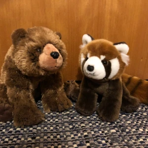 Djurparks djur - Helt nya  Björn finns kvar