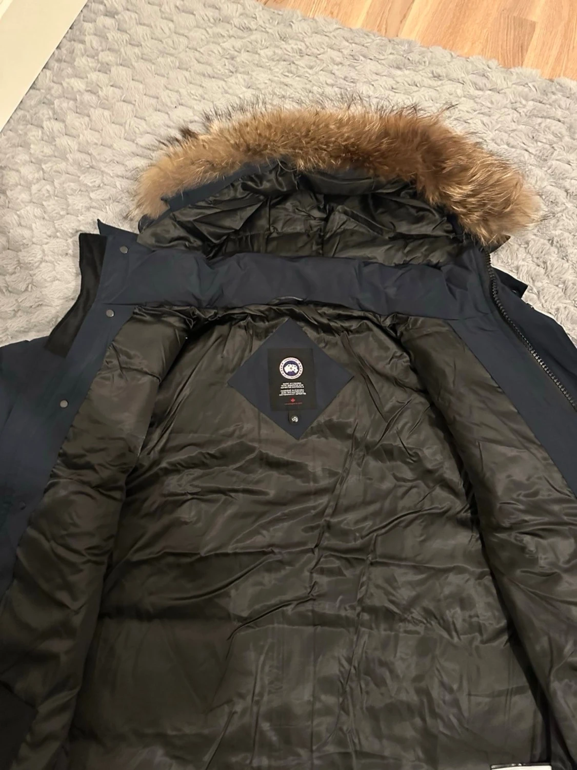 Canada goose  - 1