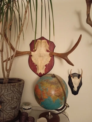 Älg Jakttrofé. - Jakttrofé älg 