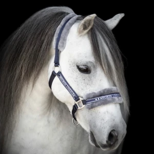 Marinblå grimma från Källquist Equestrian  - Marinblå grimma från Källquist Equestrian. Storlek cob. Aldig använd endast testad. Kostar 149 ny. Matchande grimskaft skickas med 😊 Tänker mig 100 kr eller kom med bud.