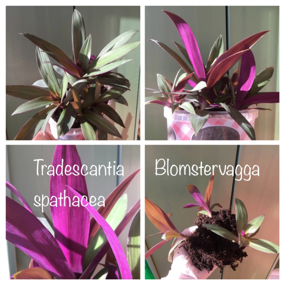 Blomstervagga 