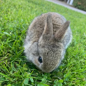 Kaninungar  - Vi föder upp kaniner med blandras av hermelin och dvärgvädur.   Mamman Smulan - hermelin, gråviltfärgad Pappan Pelle - dvärgvädur, vit och gråmelerad   Båda föräldrarna är mycket sociala, nyfikna och älskar gos. De gillar att inspektera och upptäcka nya s
