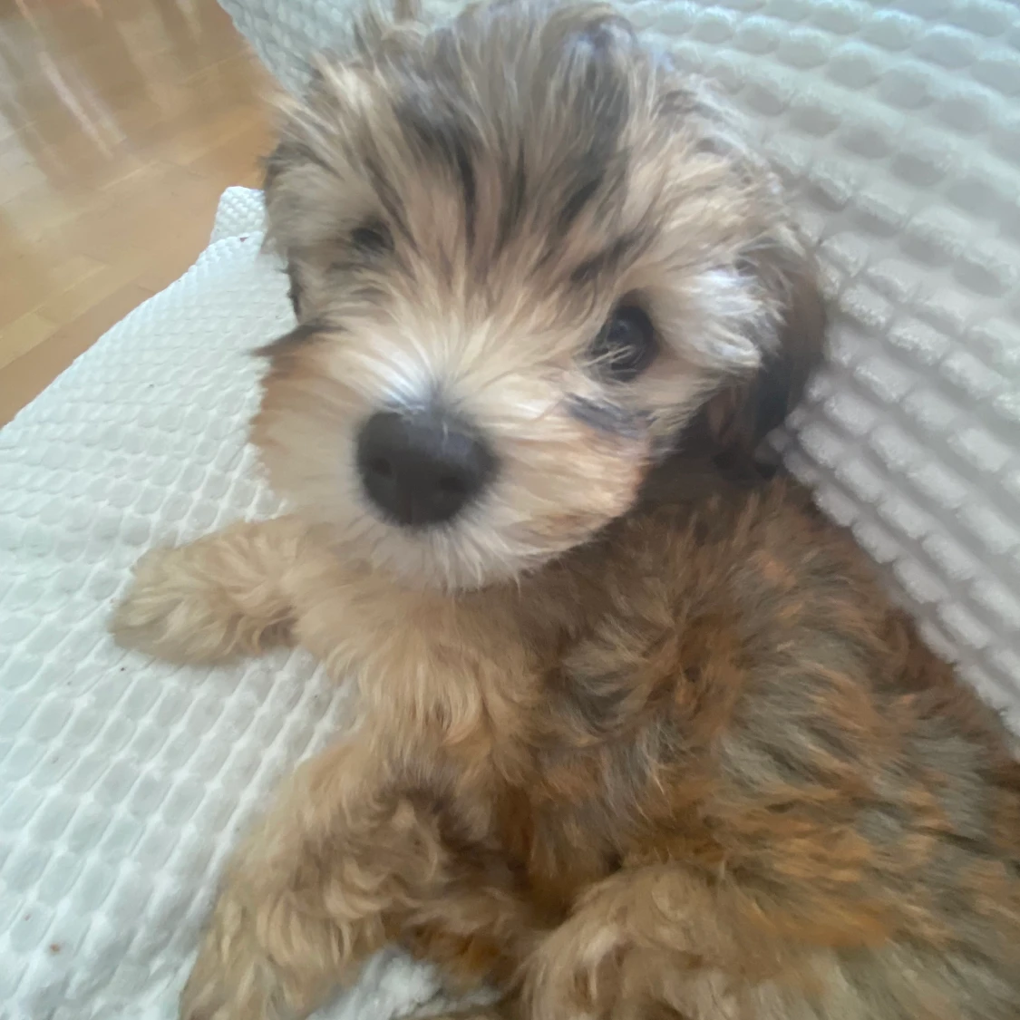 säljer bilder på Zelda & Harry💕