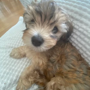 säljer bilder på Zelda & Harry💕 - Zelda är bichon havanais och Harry är Neva masqurade, säljer riktigt fina bilder på de, 20 bilder for 15kr💞. ⚠️DE ÄR INTE TILL SALU⚠️