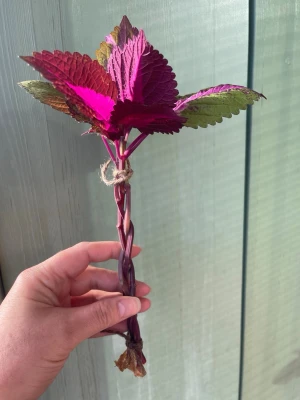 Tre Flätad palettblad China Rose  - Tre styck flätade sticklingar av palettblad China Rose, rotade, redo att planteras, runt 20-30 cm, 