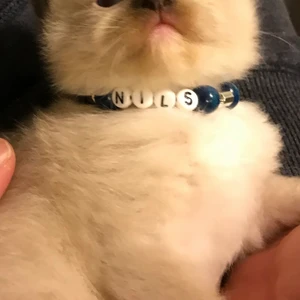 Katthalsband - Gör egna katthaldband till kattungar och vuxna katter i olika färger och med bokstäver. 💖 🐱 