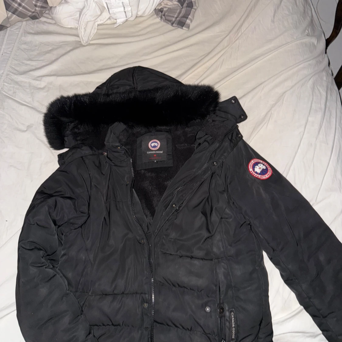 Canada goose