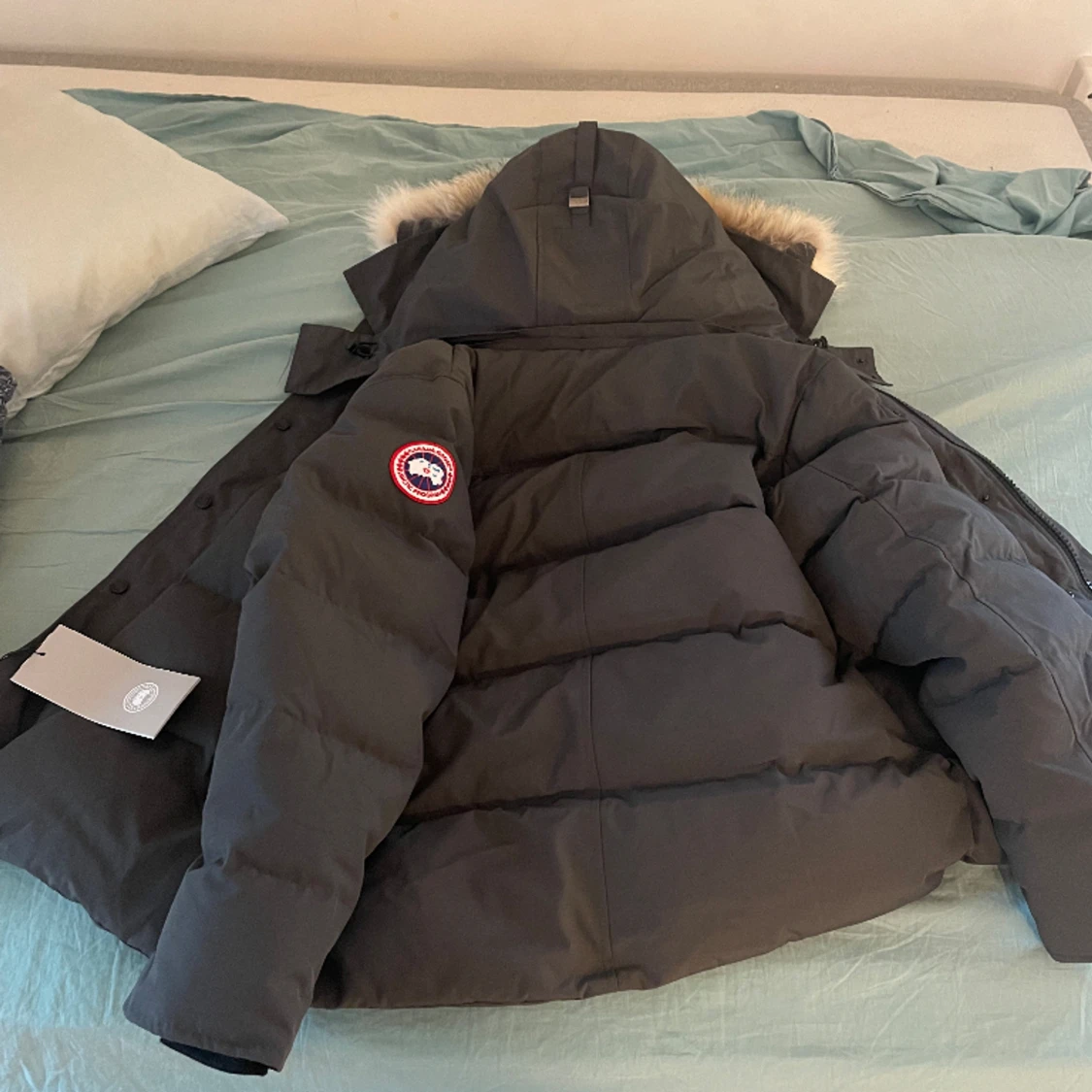 Canada goose - 91