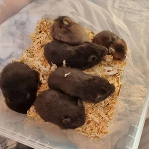 Hamsterungar - Hej hej. Nu har min guldhamster Luna fått sin första kull på 7 stycken friska ungar:) Kan inte riktigt se hårlaget på de men de var färgerna svart och 2 lite mer bruna. 4 hanar och 3 honor. Ungarna kommer från snälla, trygga, lugna och sociala föräldrar som båda finns i hemmet. Ungarna är klara att levereras när de är 5 veckor gamla, redo att flytta 4e april Jag  hanterar ungarna dagligen från att de är ca 2 veckor gamla.  Hör av er om ni undrar något till 0705728826 Felicia jansson