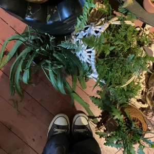 Converse Navy - Mörkblåa Converse i strl. 37-38🍂✨ Sjukt snygga till det mesta, säljer eftersom att jag vill change up min garderob lite. Varma nog för höst/vår såväl som sommar🥰 Kan hämtas i Uppsala, ev. Stockholm/Sundsvall. Kan även fraktas (köparen står för frakt)