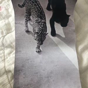 Svartvit affisch  - Jättesnygg, inte så stor