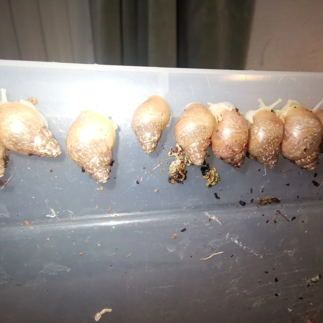 Achatina fulica jättesnäckor - 90