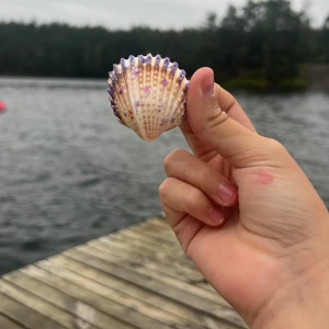 snäckan moon🤍💜 italienska snäckor - moon är en ängel snäcka med räfflor, den har lila och stjärnor ⭐️ 