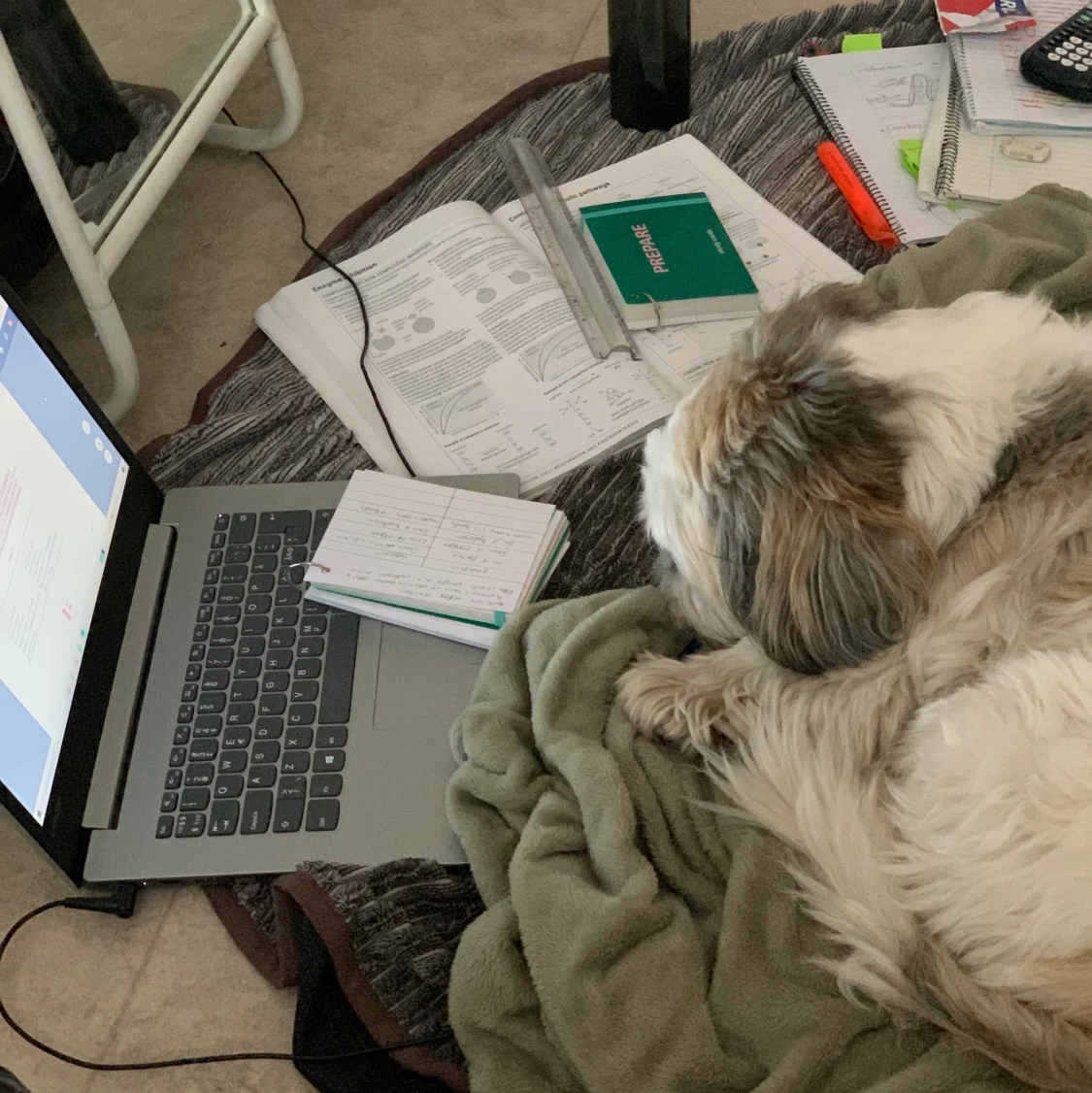 Adopt a dog for 5-10months - 90