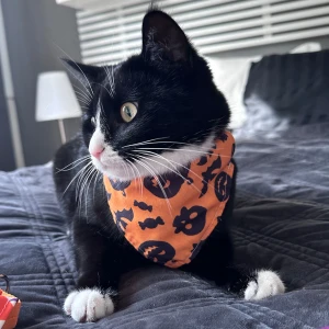 Halloween bandana till katt/hund - Orange pumpkin mönstrad scarf till en liten hund eller katt. Oanvänd, bara provad på katten i bilden. Spännen är justerbara och plagget är tillverkad i 100% bomull.Se min profil för andra alternativ dvs lila och vit scarf. 
