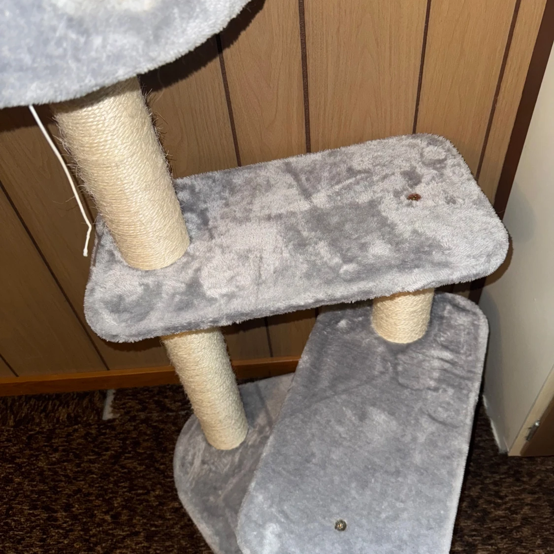 Klösträd katt  - 2