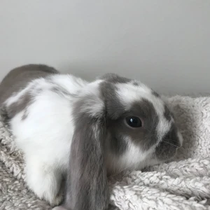 Kanin, pris kan diskuteras vid intresse och även vad som ingår:) - På grund av allergier och tidsbrist måste jag tyvärr hitta ett nytt hem åt min fantastiska Kanin- Dvärgvädurs kanin, Hane fyller 5 sista Oktober som heter Oskar.- Oskar är kastrerad och har fått mycket kärlek från nära och kära genom åren. Han är frisk, livlig och rätt modig. Han tycker att det är väldigt spännande med nya platser att vara på. Han tycker att det är roligt med agility och att få hoppa när han får träna på det. :)Jag söker ett kärleksfullt hem där han får mycket uppmärksamhet.:)