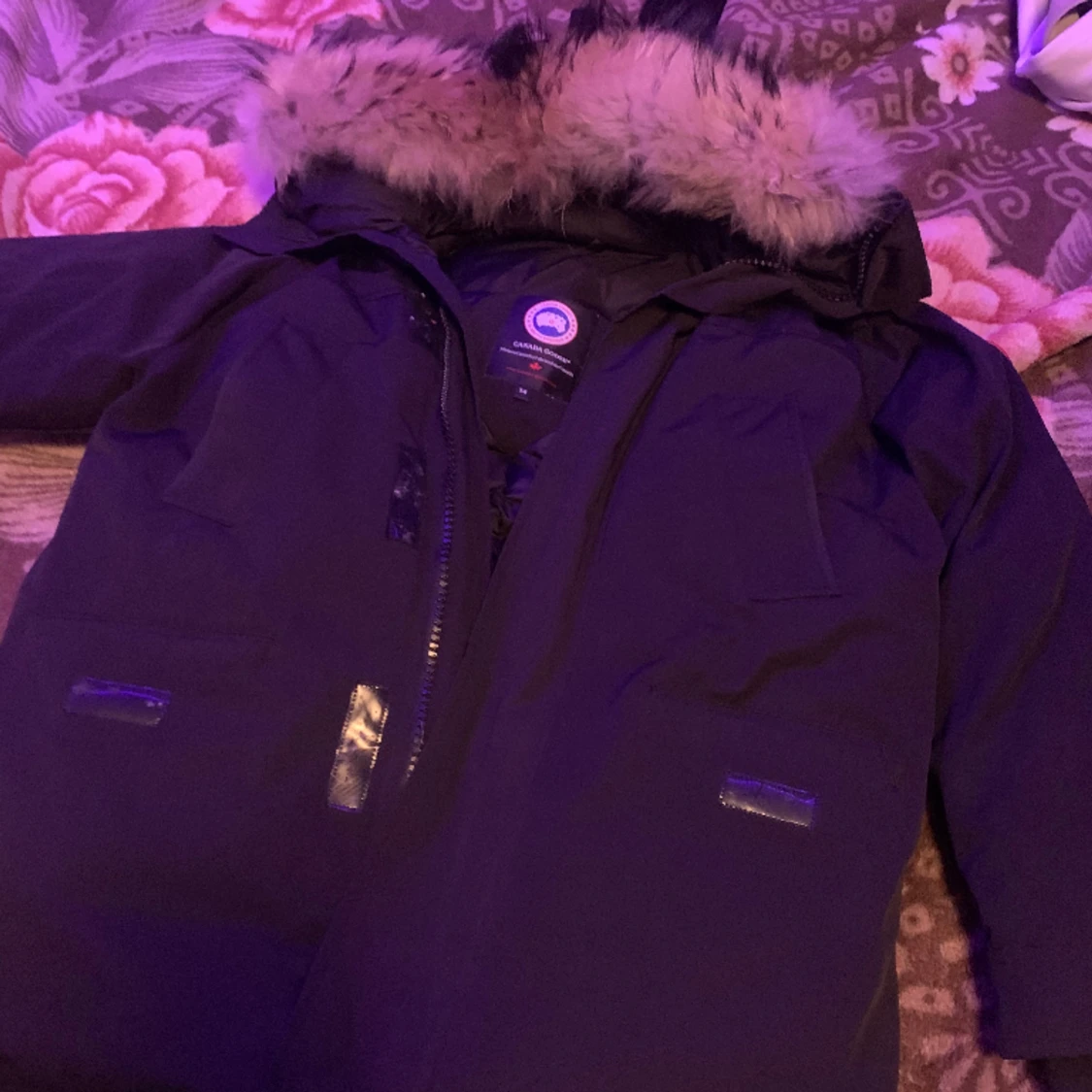 Canada goose  - 90