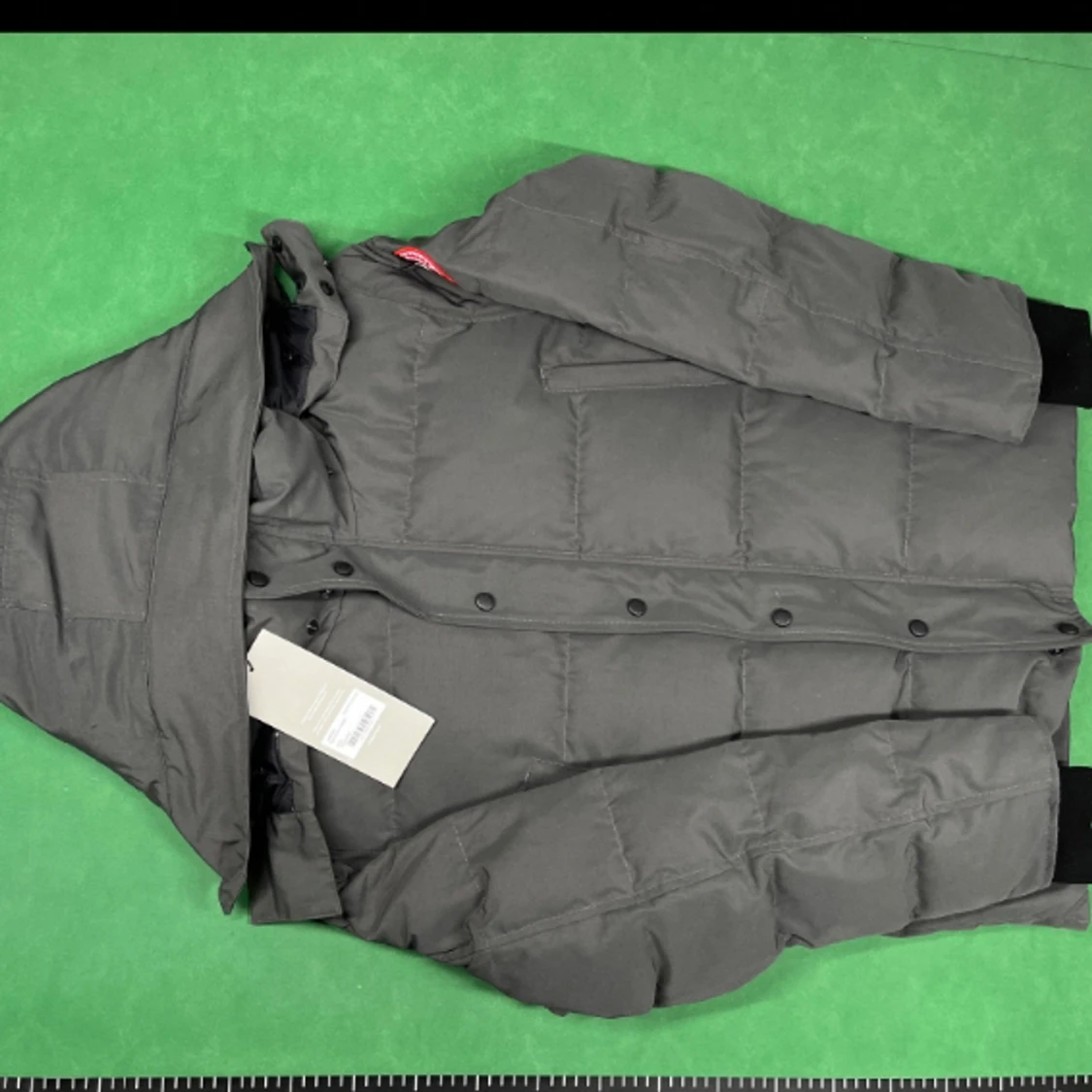 Canada goose - 90