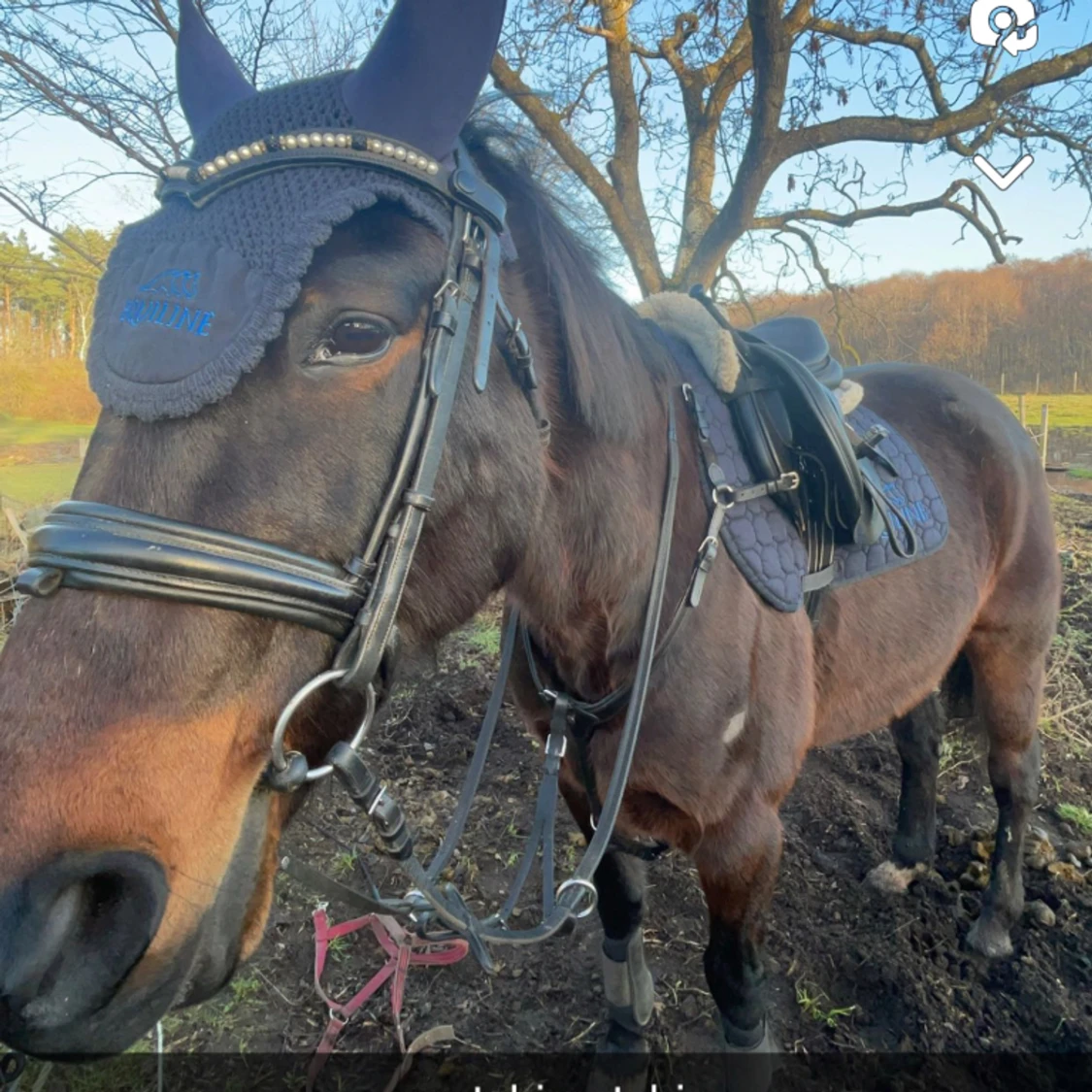 Equiline schabrak & huva - 90