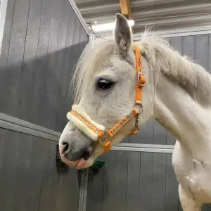 En supergullig orange mullegrimma som endast har andvänds två gånger. Det passade tyvärr inte på min medryttarhäst (inte hästen på bilden). Stolek shettis.🐎