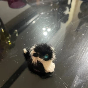 Söt svartvit päls katt - Unik  form av en liten katt med fluffig svart och vit päls. Perfekt  för dig som älskar djur och vill ha något gulligt .