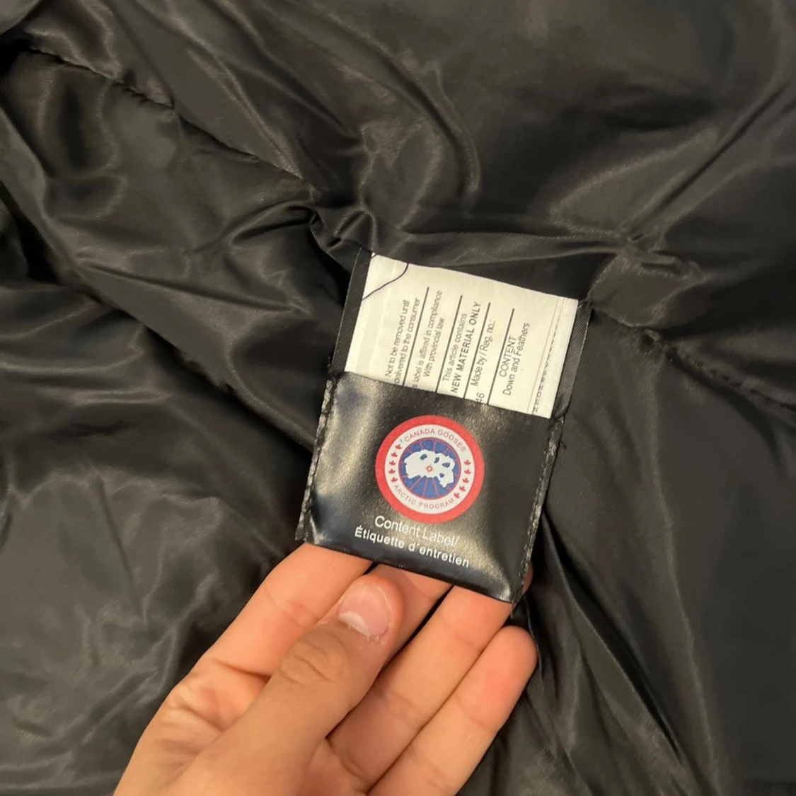 Grå canada goose - 3