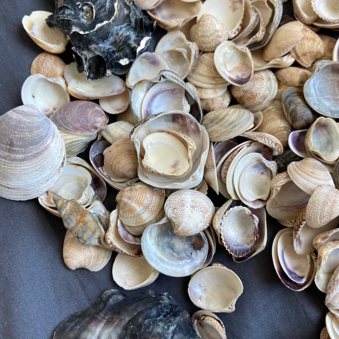 Egenplockqdr snäckor från Italien - 91